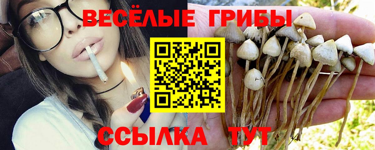 Галлюциногенные грибы Psilocybine cubensis  Вход с VPN  Новозыбков 